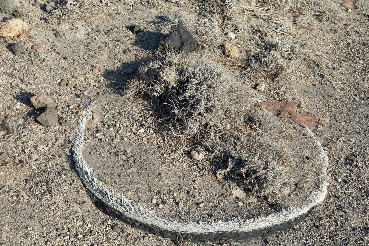 What remains of a tire, with a plant growing in the middle in a porcelain mine. 