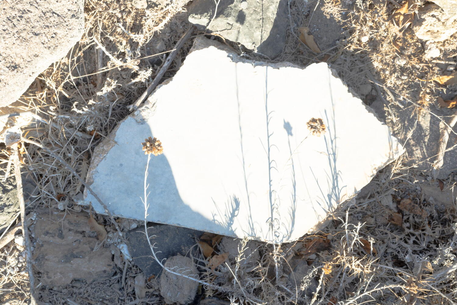 Porcelain shard with the shadow of a plant. Fragments of a porcelain mine that has been frozen in time on an island in the Mediterranean.